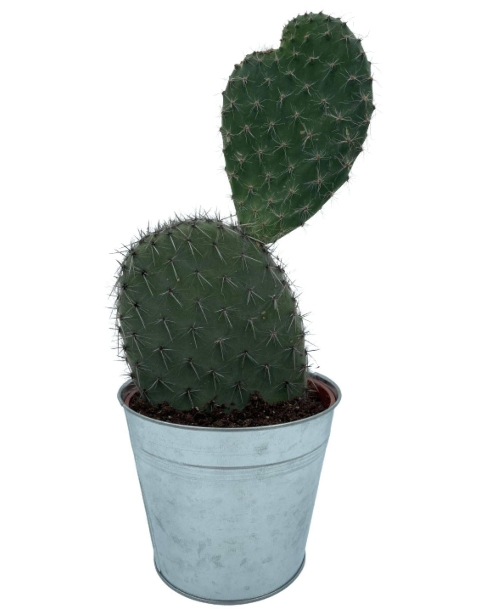 Opuntia Vijgcactus en Pot de Zinc- La Green Touch - Image 1