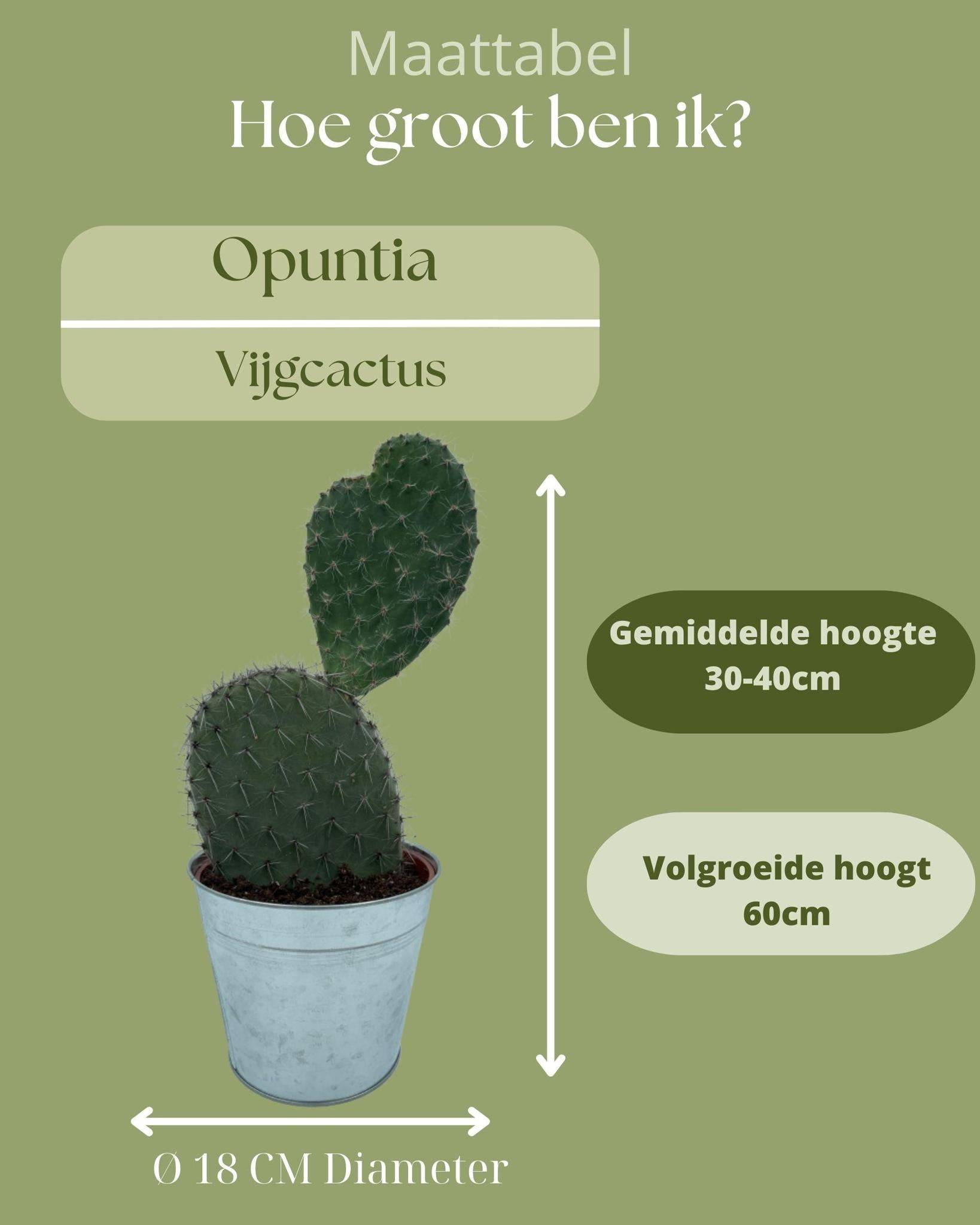 Opuntia Vijgcactus en Pot de Zinc- La Green Touch - Image 4