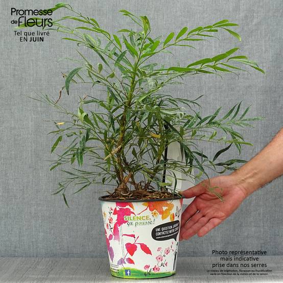 Promesse de Fleurs - Mahonie à feuilles de houx - Mahonia eurybracteata Sweet Winter Pot de 3L/4L - Image 2