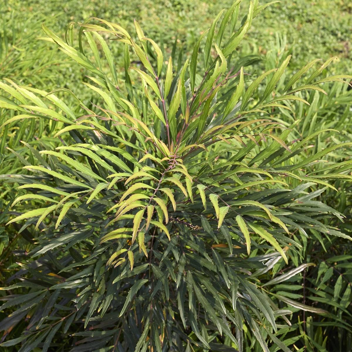 Promesse de Fleurs - Mahonie à feuilles de houx - Mahonia eurybracteata Sweet Winter Pot de 3L/4L