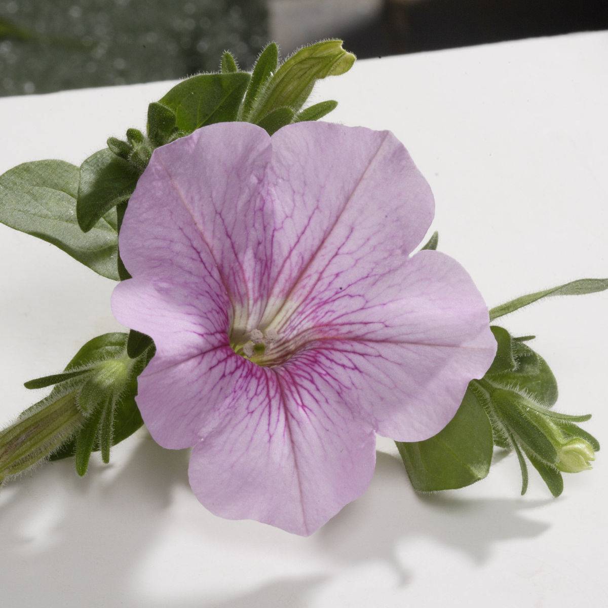 Pétunia Surfinia Sweet Pink Mini-motte Ø 3/4 cm, Plant vert de 5 à 10 cm de haut (par 5)