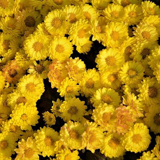 Promesse de Fleurs - Chrysanthème des jardins Goldmarianne - Chrysanthemum indicum Godet de 8/9 cm