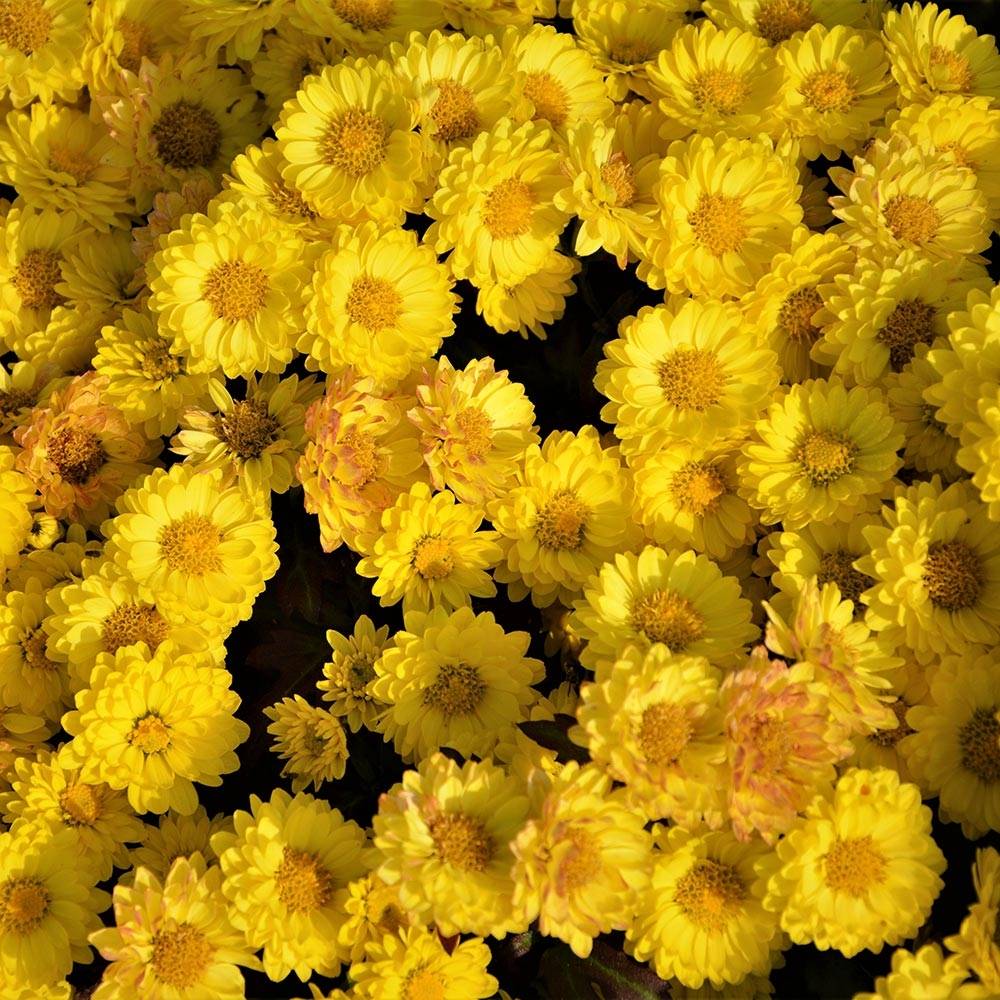 Promesse de Fleurs - Chrysanthème des jardins Goldmarianne - Chrysanthemum indicum Godet de 8/9 cm