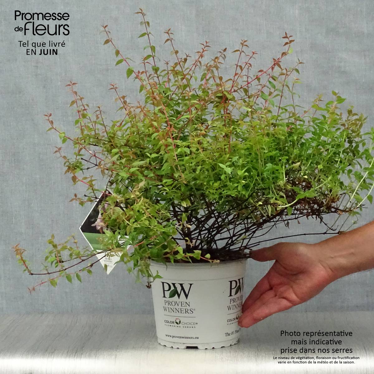 Promesse de Fleurs - Abelia Pinky Bells Pot de 2L/3L - Image 2