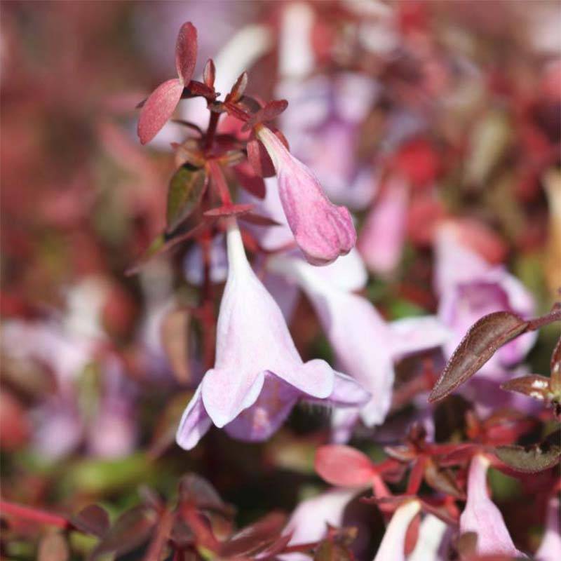 Promesse de Fleurs - Abelia Pinky Bells Pot de 2L/3L - Image 1