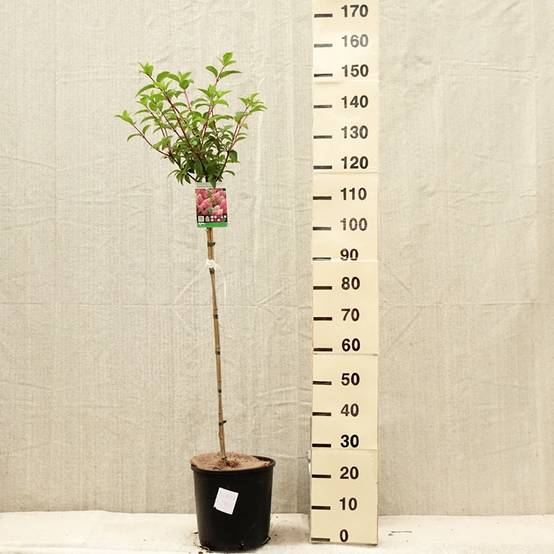 Hydrangea paniculata Vanille Fraise - Hortensia paniculé Pot de 6L/7L, Tige, Tige de 70 cm - Image 2