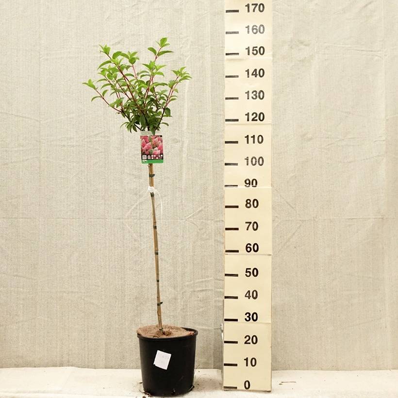 Hydrangea paniculata Vanille Fraise - Hortensia paniculé Pot de 6L/7L, Tige, Tige de 70 cm - Image 2