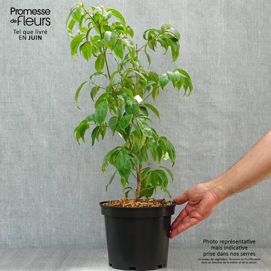 Promesse de Fleurs - Cornus hongkongensis Pot de 2L/3L - Image 2