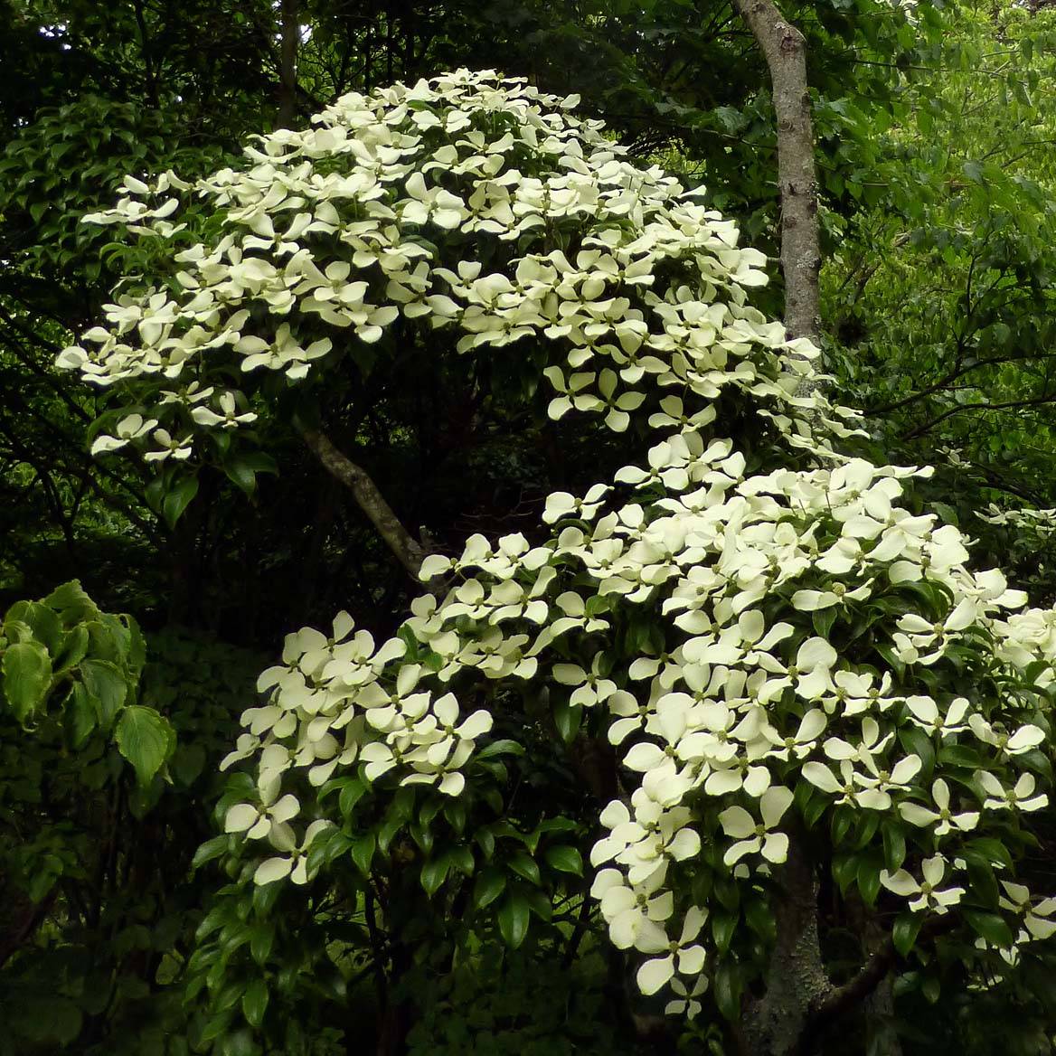 Promesse de Fleurs - Cornus hongkongensis Pot de 2L/3L - Image 1
