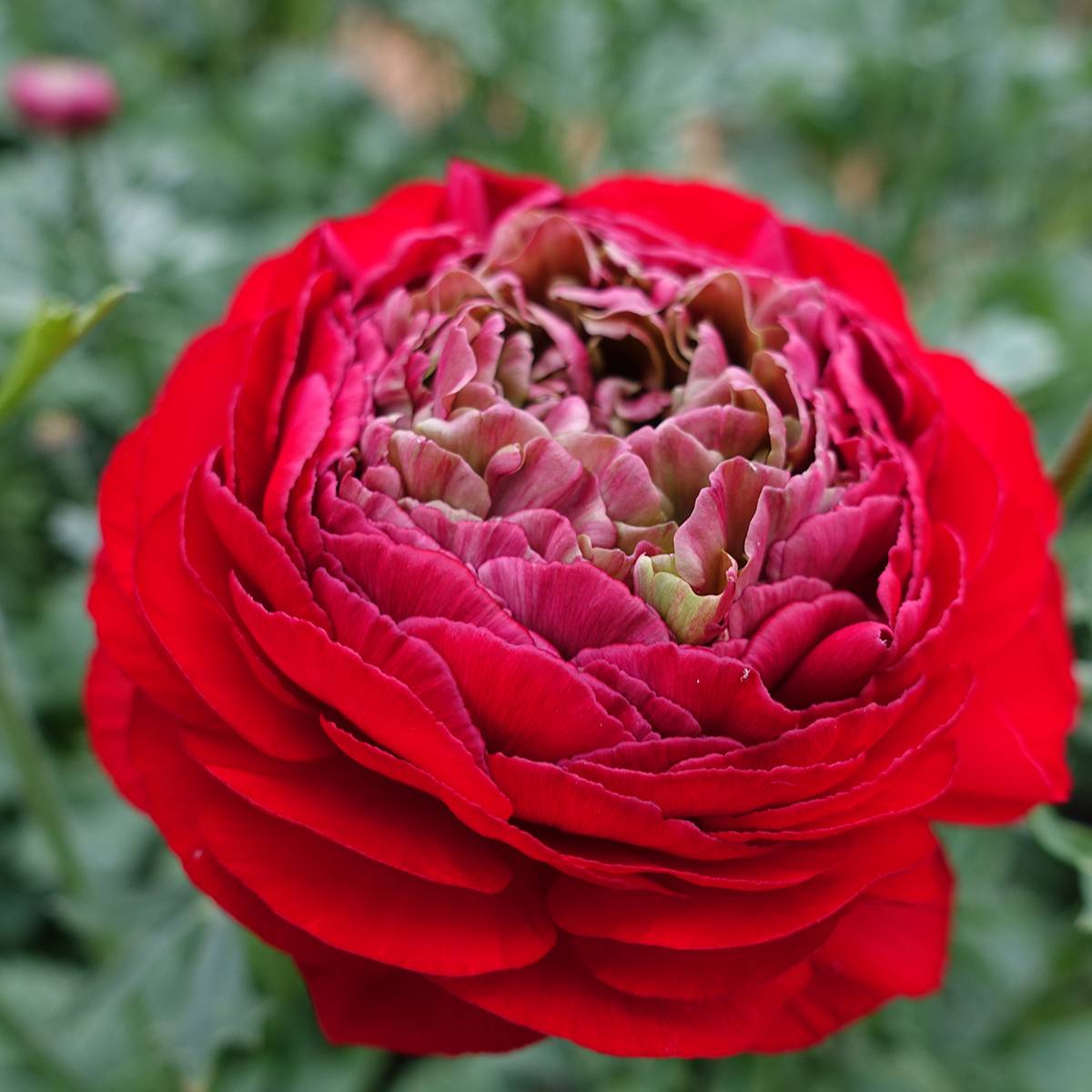 Promesse de Fleurs - Renoncule des fleuristes Romance Odon – Ranunculus asiaticus Bulbe calibre 8+
