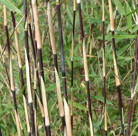 0 - Fargesia sp Jiuzhaigou Deep Purple (Bambou non traçant) Pot 10 Litres - 80/100cm - 8/12 cannes - Image 1