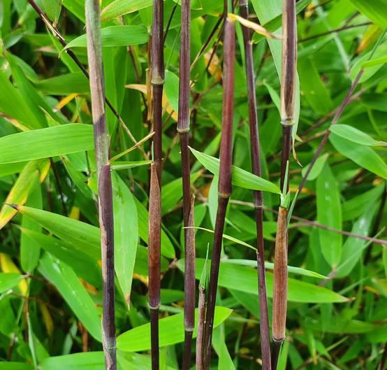 0 - Fargesia sp Jiuzhaigou Deep Purple (Bambou non traçant) Pot 10 Litres - 80/100cm - 8/12 cannes - Image 3