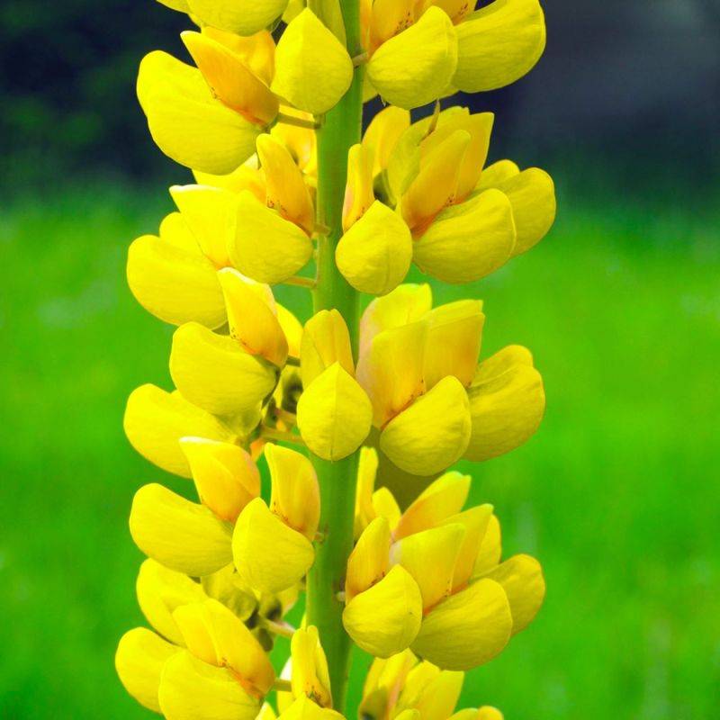 3 Lupins 'Le Chandelier' (Lupinus 'Chandelier') - Lot de 3 vivaces - Pépinières Naudet - Image 1
