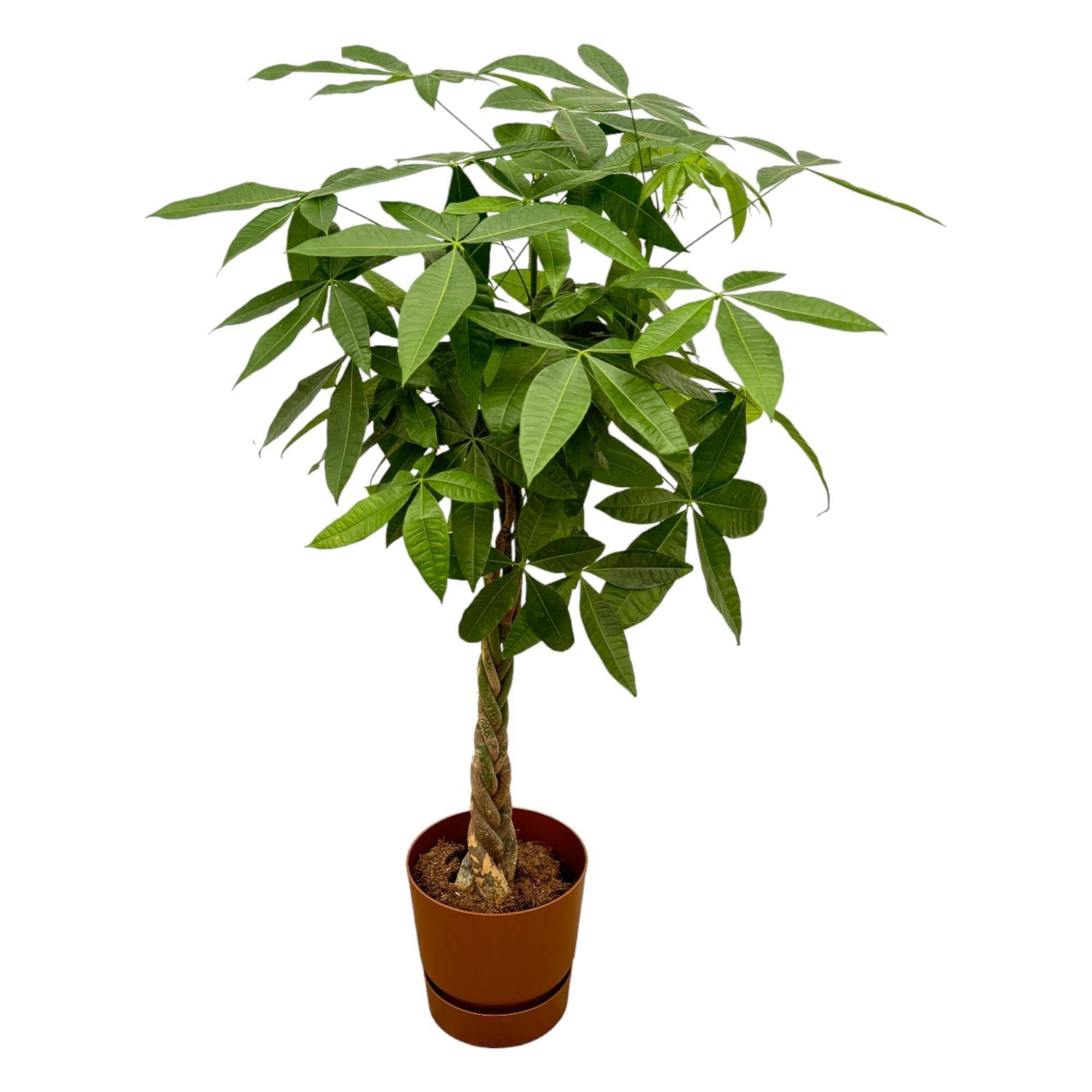 Pachira Aquatica et son pot- La Green Touch Marron + Reservoir - Hauteur 160cm