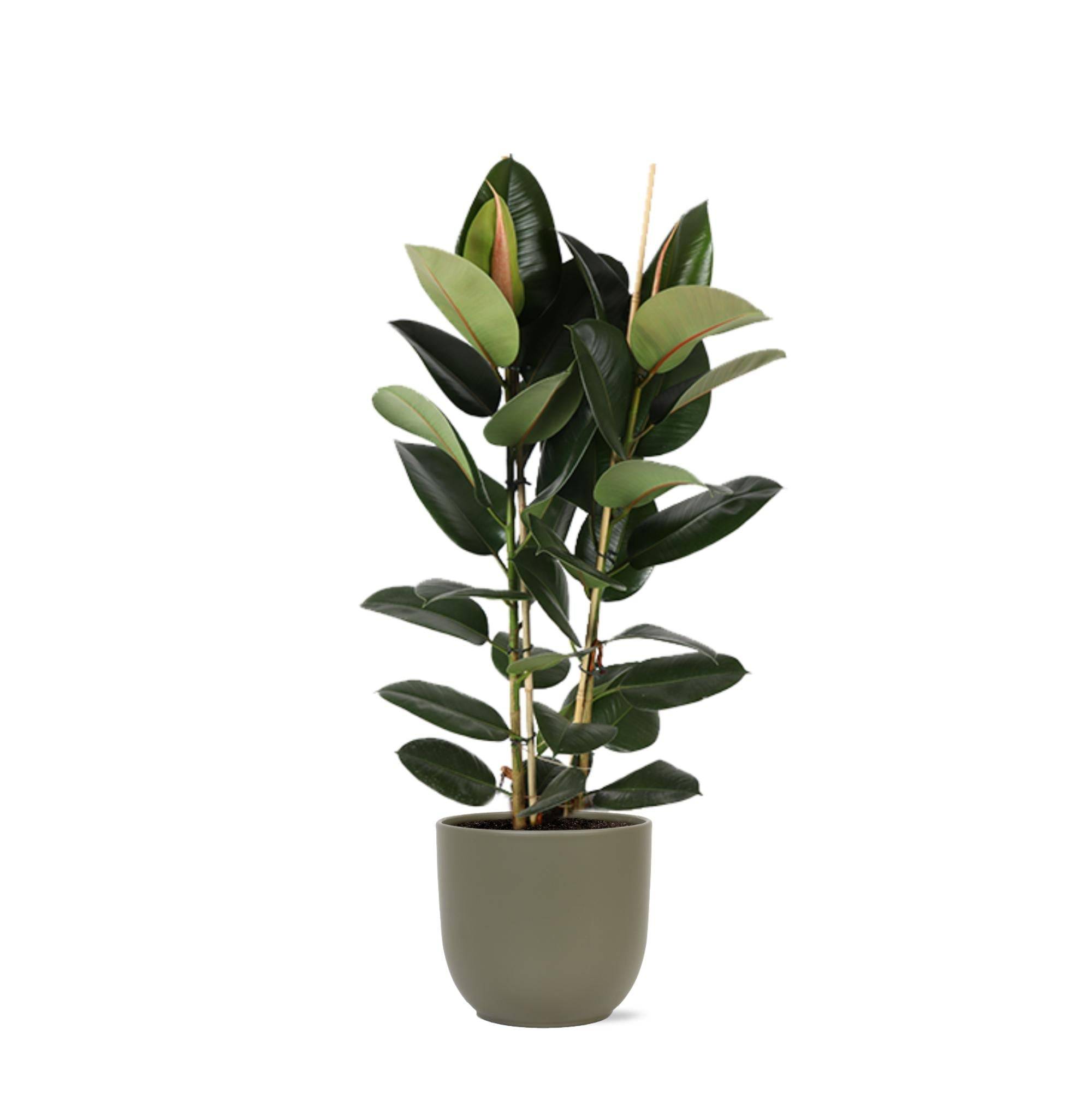 La Green Touch - Ficus Elastica Robusta et son pot- La Green Touch Olive - Hauteur 110cm