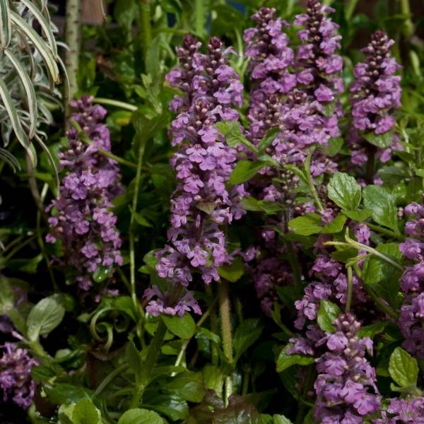 Promesse de Fleurs - Bugle rampante, Ajuga reptans Rosea Godet de 8/9 cm