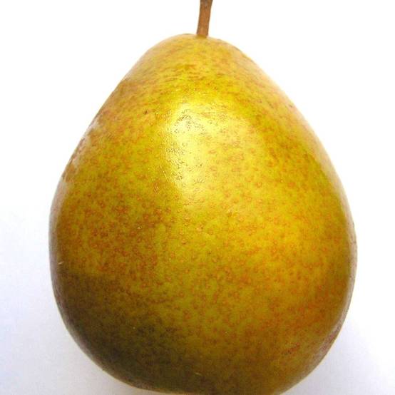 Poirier Beurré Hardy - Bon rendement - Pot de 15L - Pallipoir® - 150/175 cm - De 3,00 m à 5,00 m - Image 1
