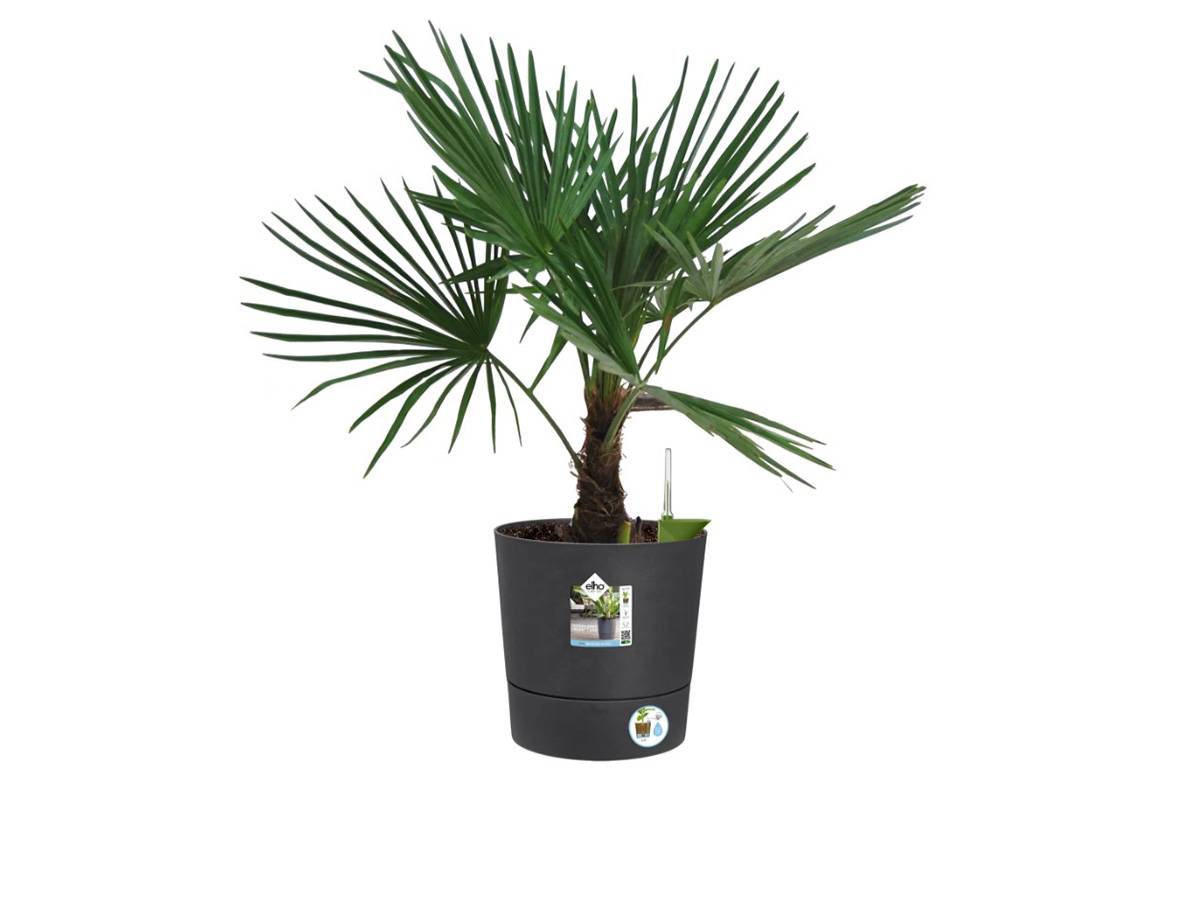 Elho - Elho - Pot De Fleurs -  Greensense Aqua Care Rond 30 - Gris Charbon - Interieur/exterieur - O 29.5 X H 29.1 Cm - Image 7