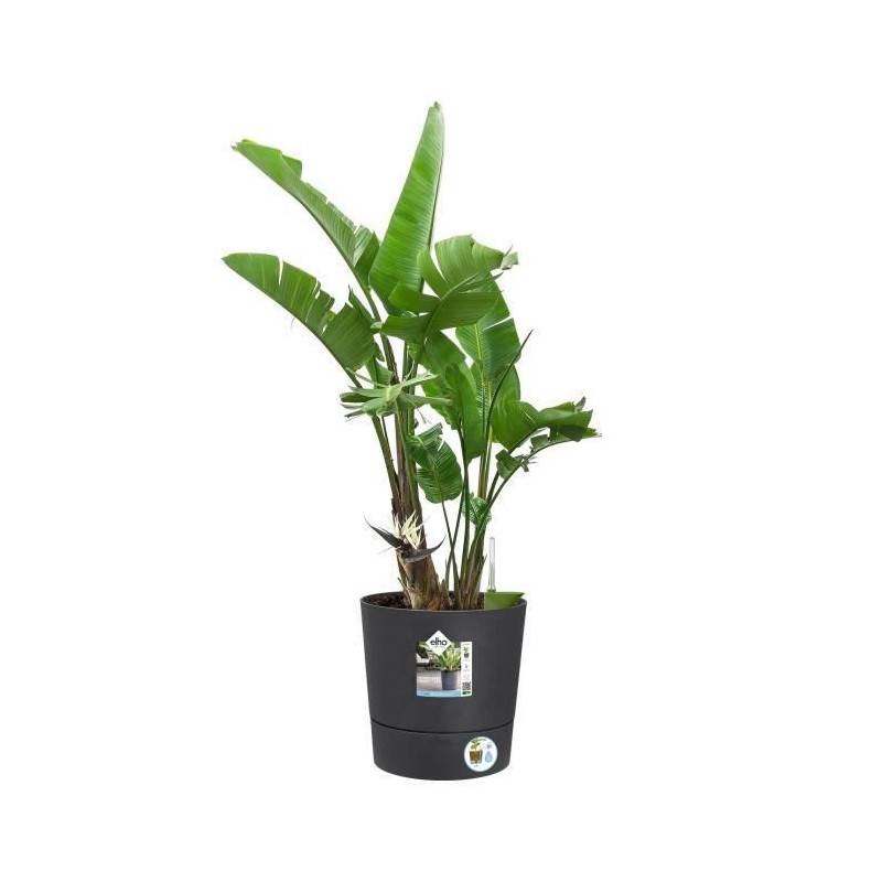 Elho - Elho - Pot De Fleurs -  Greensense Aqua Care Rond 30 - Gris Charbon - Interieur/exterieur - O 29.5 X H 29.1 Cm - Image 3
