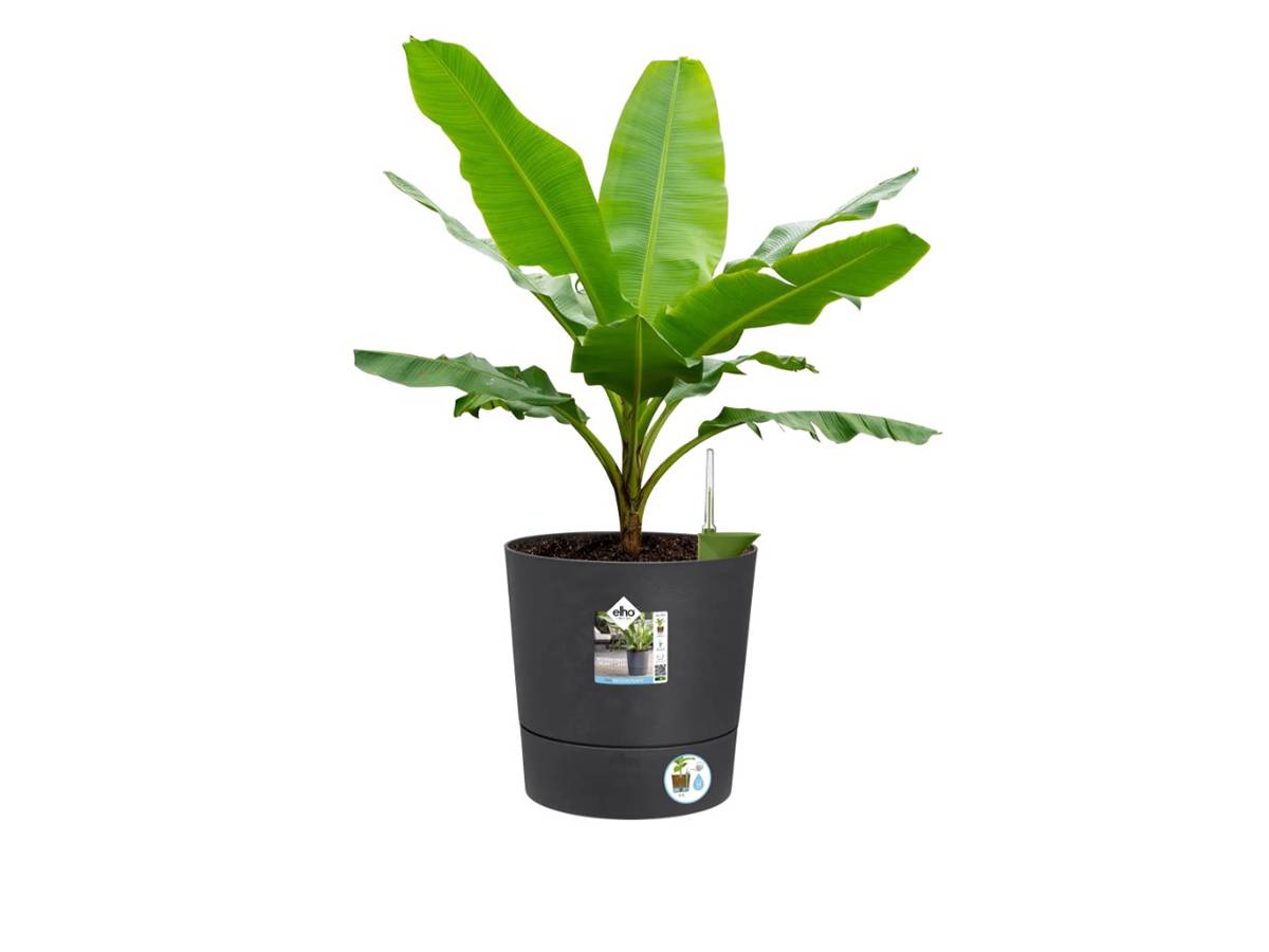 Elho - Elho - Pot De Fleurs -  Greensense Aqua Care Rond 30 - Gris Charbon - Interieur/exterieur - O 29.5 X H 29.1 Cm - Image 9
