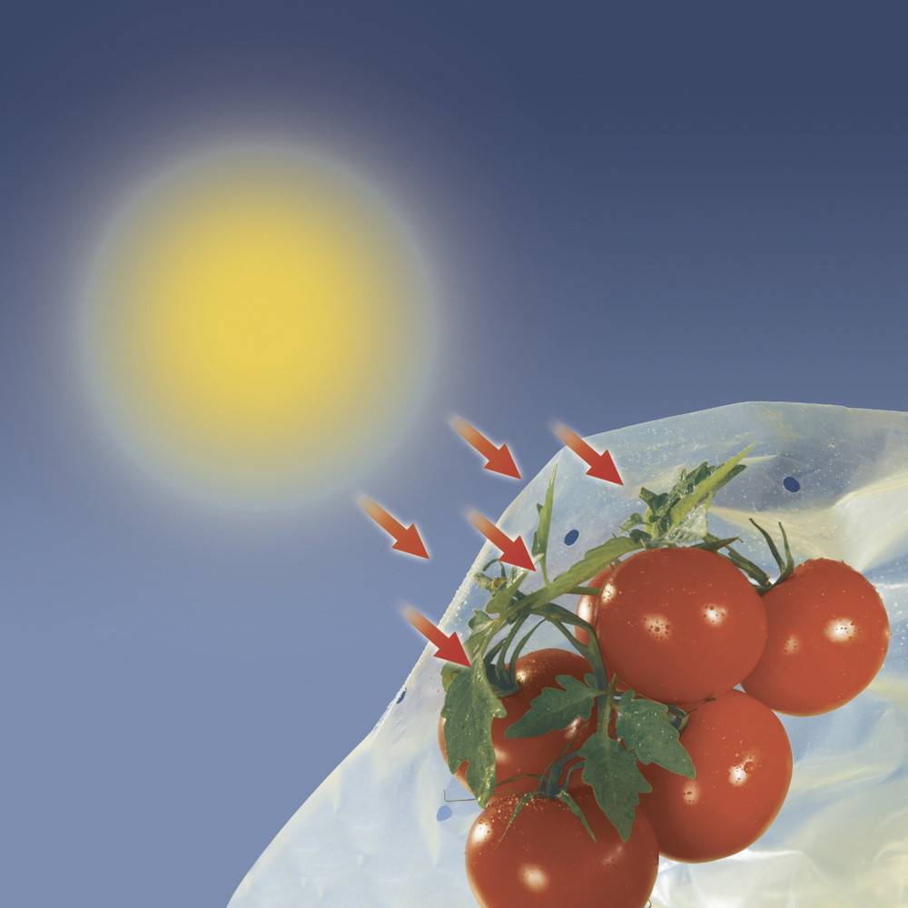 Nortène - Housse de croissance tomate Tomatotube en film perforé jaune - avec liens Nortene - Image 4
