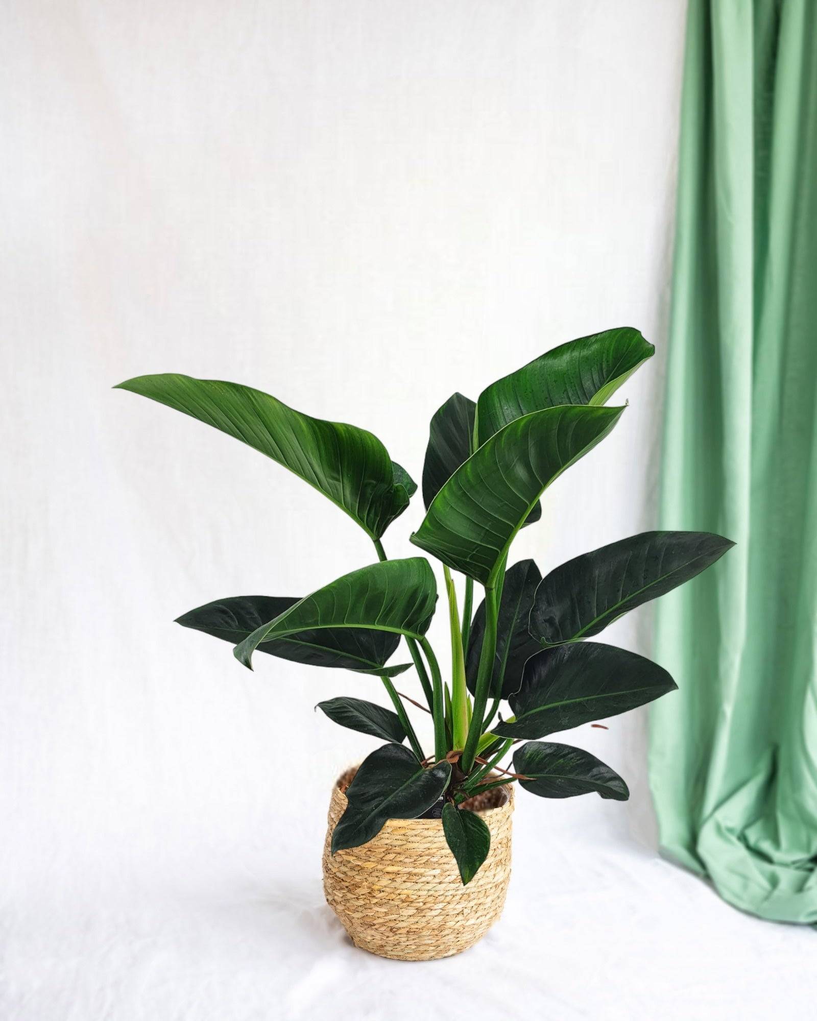 Philodendron Congo h100cm 100cm - Plante d'intérieur- La Green Touch - Image 2