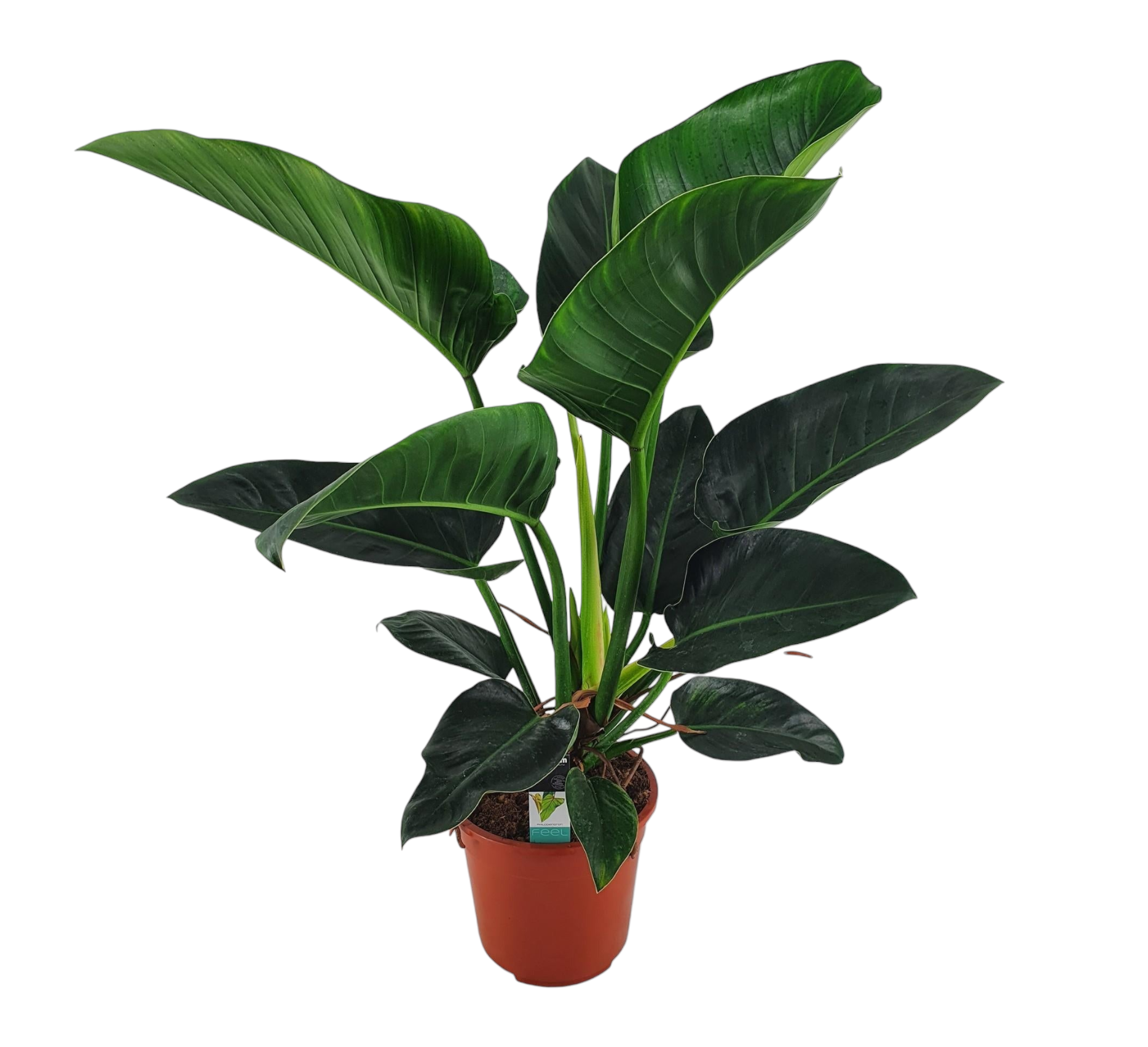 Philodendron Congo h100cm 100cm - Plante d'intérieur- La Green Touch - Image 1