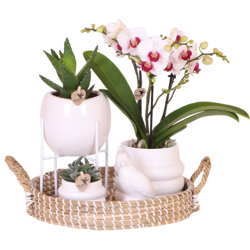 Orchidée Phalaenopsis 'Gibraltar' - Grand coffret cadeau avec plantes vertes cache-pots support et plateau - Pot de 9cm - Plantes d'intérieur - Image 1