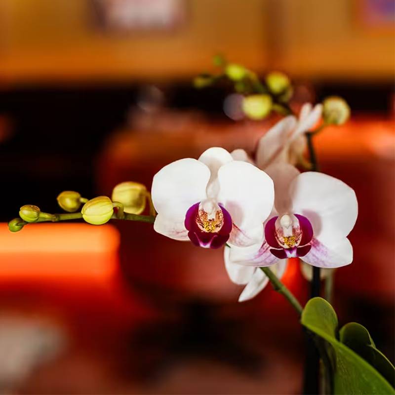 Orchidée Phalaenopsis 'Gibraltar' - Grand coffret cadeau avec plantes vertes cache-pots support et plateau - Pot de 9cm - Plantes d'intérieur - Image 2