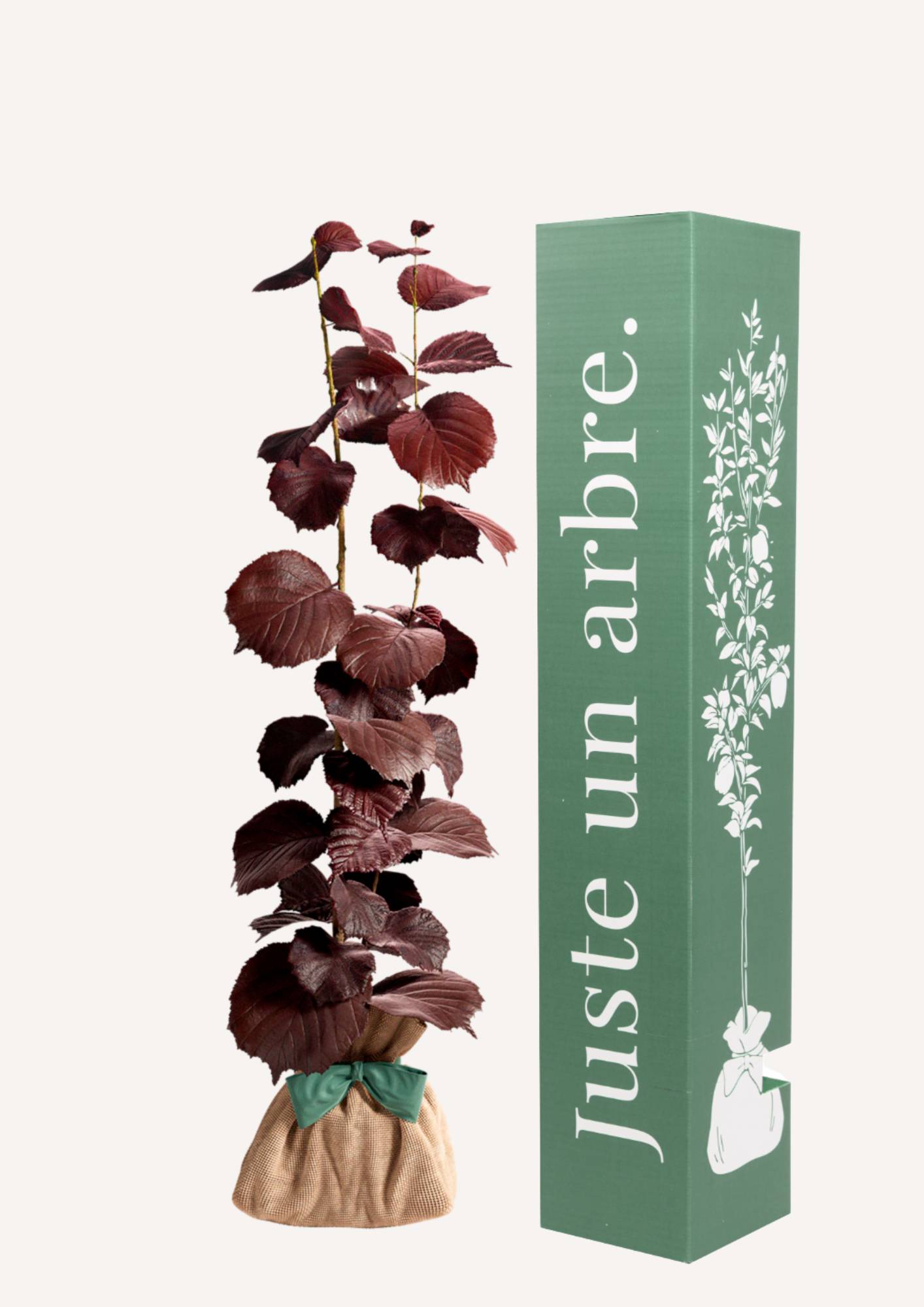 JUSTE UN ARBRE. – Noisetier Pourpre | Idée cadeau symbolique pour naissance, mariage, anniversaire – Arbuste rustique au feuillage coloré et élégant