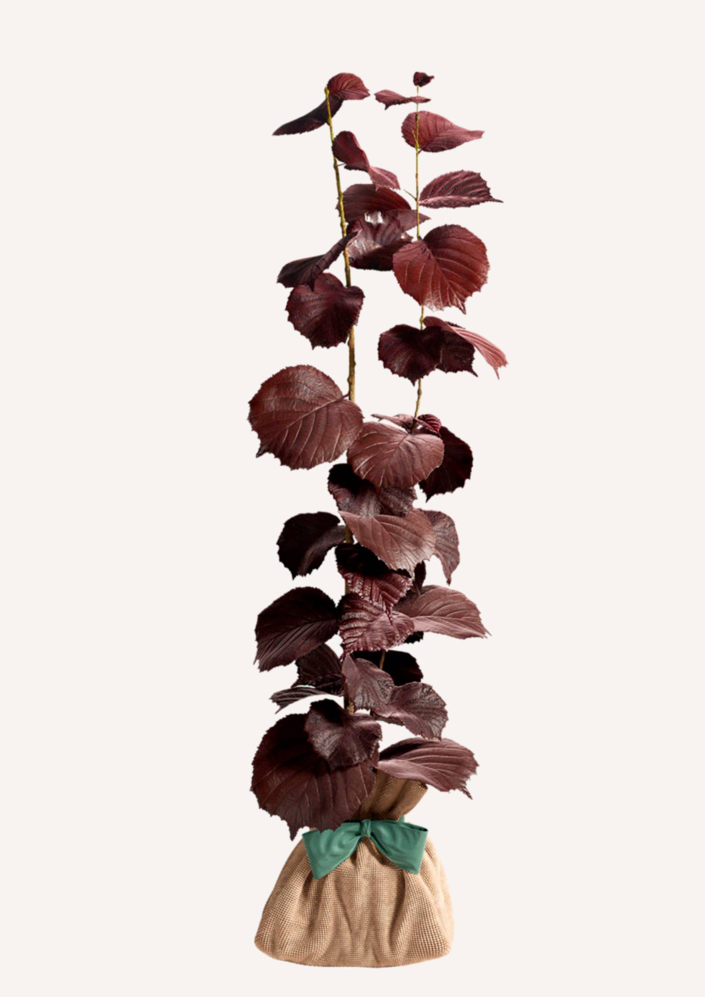 JUSTE UN ARBRE. – Noisetier Pourpre | Idée cadeau symbolique pour naissance, mariage, anniversaire – Arbuste rustique au feuillage coloré et élégant - Image 3