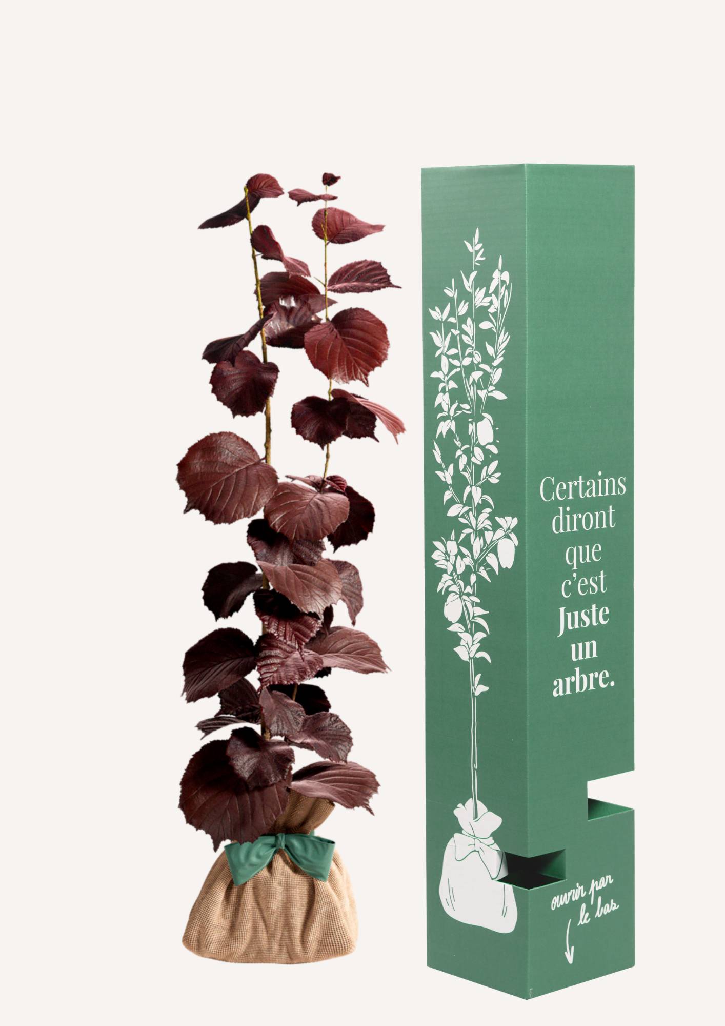 JUSTE UN ARBRE. – Noisetier Pourpre | Idée cadeau symbolique pour naissance, mariage, anniversaire – Arbuste rustique au feuillage coloré et élégant - Image 2