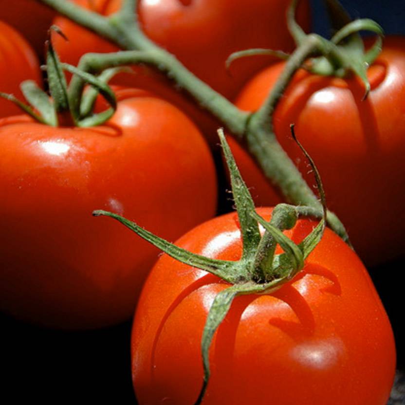 Tomate Premio F1 en plants - Tomate-grappe Mini-motte Ø 3/4 cm, Livré en hauteur de 5 à 10 cm (par 5)