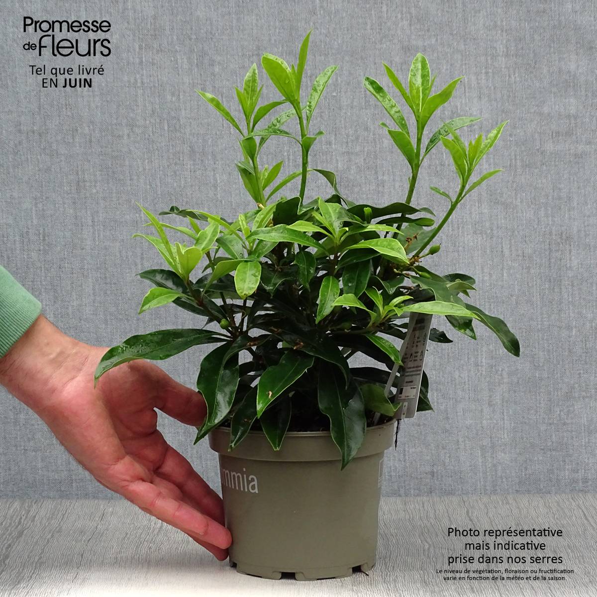 Promesse de Fleurs - Skimmia reevesiana Pot de 1L/1,5L - Image 2