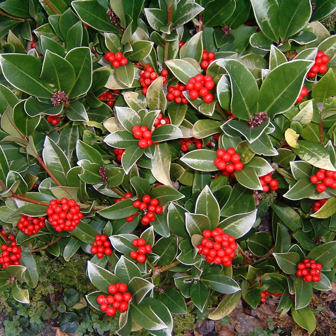 Promesse de Fleurs - Skimmia reevesiana Pot de 1L/1,5L - Image 1