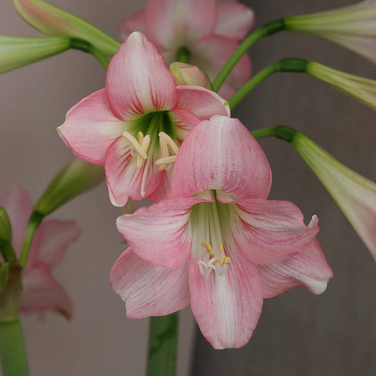 Amaryllis Pink Rascal Bulbe calibre 14+ - Gamm vert