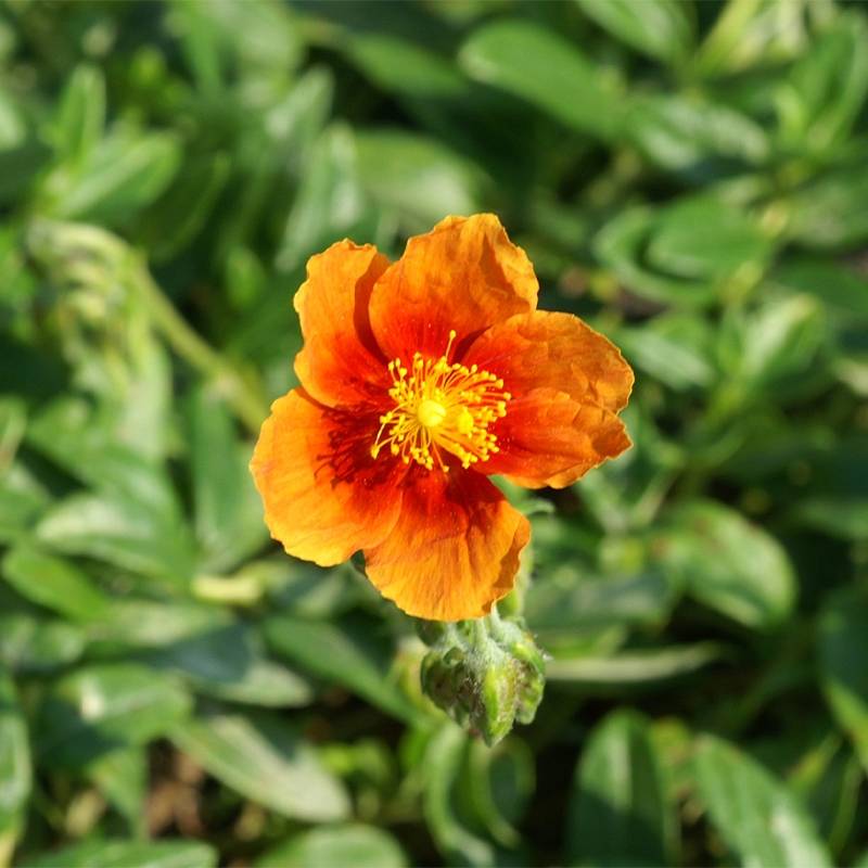 Promesse de Fleurs - Helianthemum Ben Alder - Hélianthème orange à coeur rouge Godet de 8/9 cm