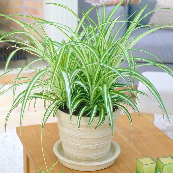 Gardenersdream - 1 X Chlorophytum Variegatum En Pot | Plante Araignée Au Feuillage Persistant De 20 À 30 Cm - GardenersDream - Image 1