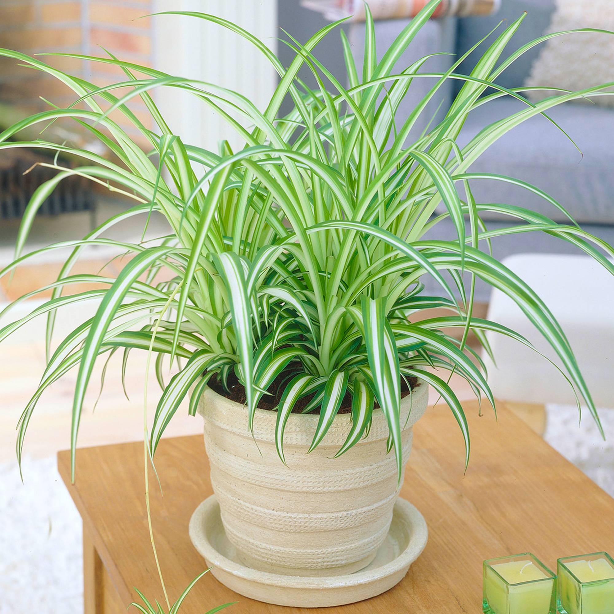 Gardenersdream - 1 X Chlorophytum Variegatum En Pot | Plante Araignée Au Feuillage Persistant De 20 À 30 Cm - GardenersDream - Image 1