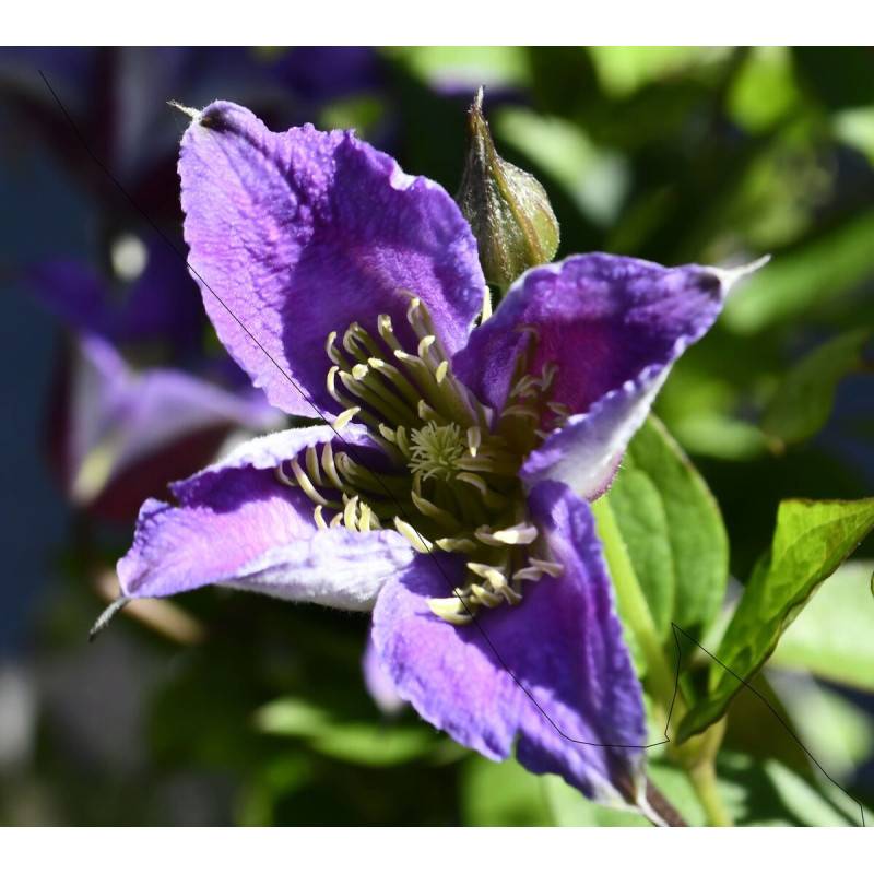 Clématite texensis Prince William® 'Zo08171' à fleurs Violette - feuillage Caduc - Pot de 2L - Tuteur bambou 60/90 cm-  hauteur à maturité De 1,50 m à - Image 1