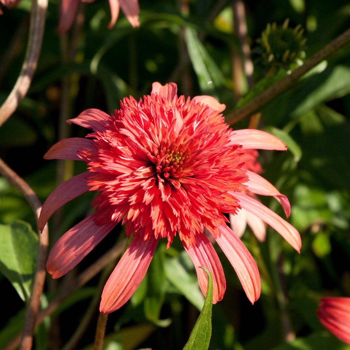 Promesse de Fleurs - Echinacea Secret Passion - Echinacée Godet de 8/9 cm