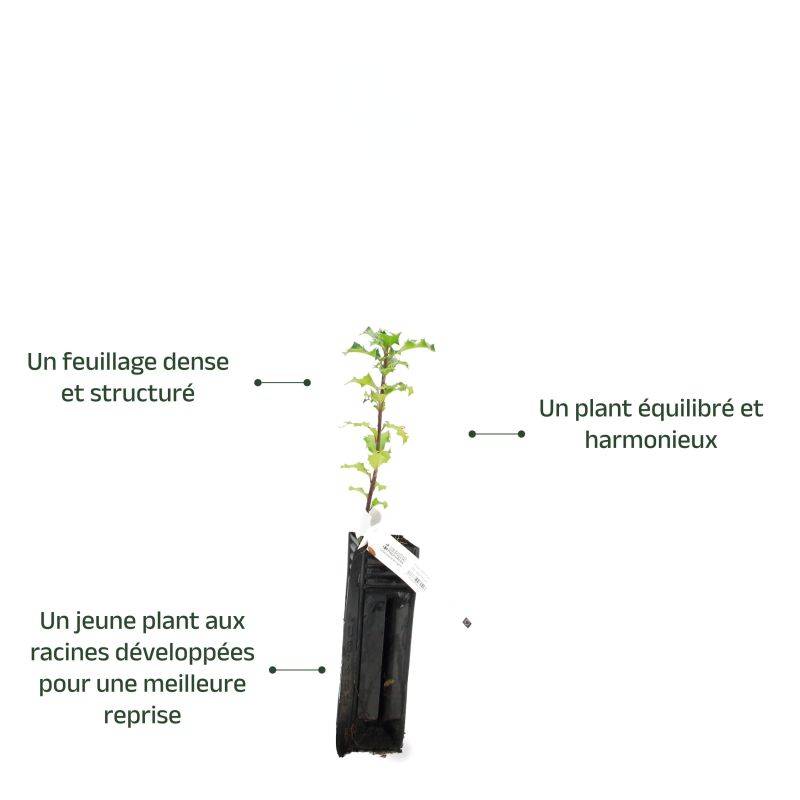 Houx commun (Ilex aquifolium) - Godet - Taille 10cm - Pépinières Naudet - Image 4