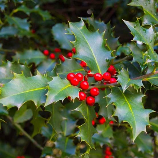 Houx commun (Ilex aquifolium) - Godet - Taille 10cm - Pépinières Naudet - Image 2