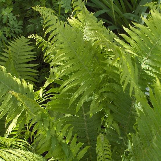 Dryopteris filix-mas - Fougère mâle Godet de 8/9 cm
