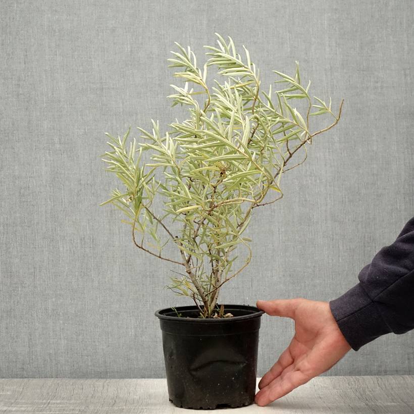 Hippophae rhamnoides - Argousier Pot de 2L/3L - Image 2