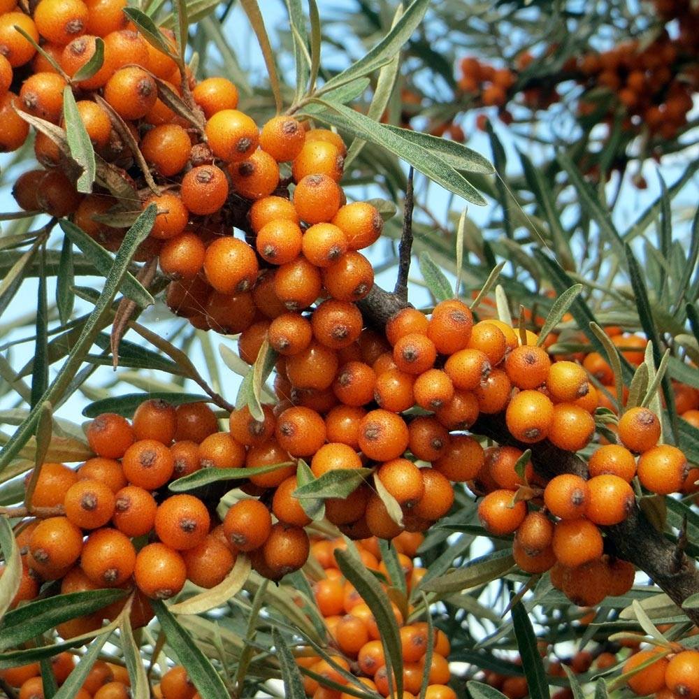 Hippophae rhamnoides - Argousier Pot de 2L/3L - Image 1