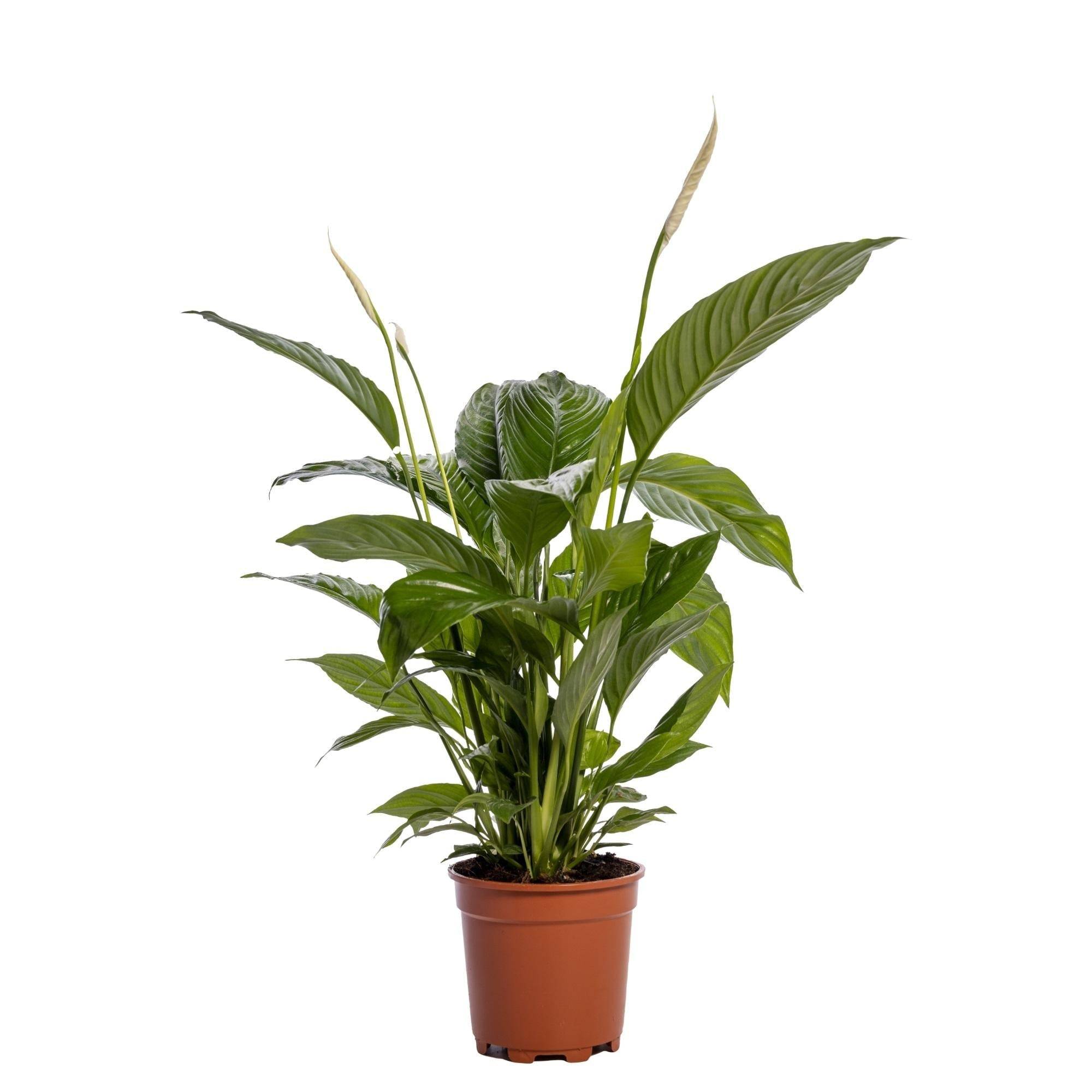 Spathiphyllum Bingo Cupido - D19 H80cm