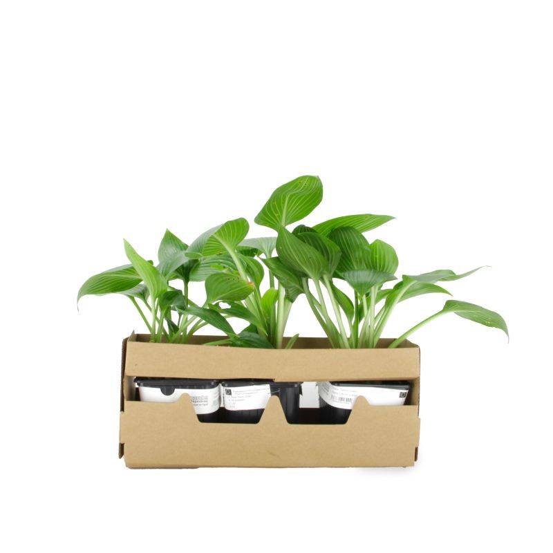 3 Hostas 'Devon Green' (Hosta 'Devon Green') - Lot de 3 vivaces - Pépinières Naudet - Image 4