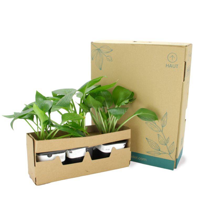 3 Hostas 'Devon Green' (Hosta 'Devon Green') - Lot de 3 vivaces - Pépinières Naudet - Image 5