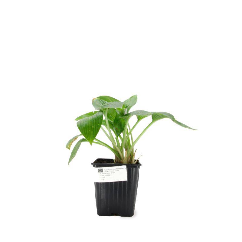 3 Hostas 'Devon Green' (Hosta 'Devon Green') - Lot de 3 vivaces - Pépinières Naudet - Image 2